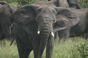 Elephant at Addo Elephant National Park